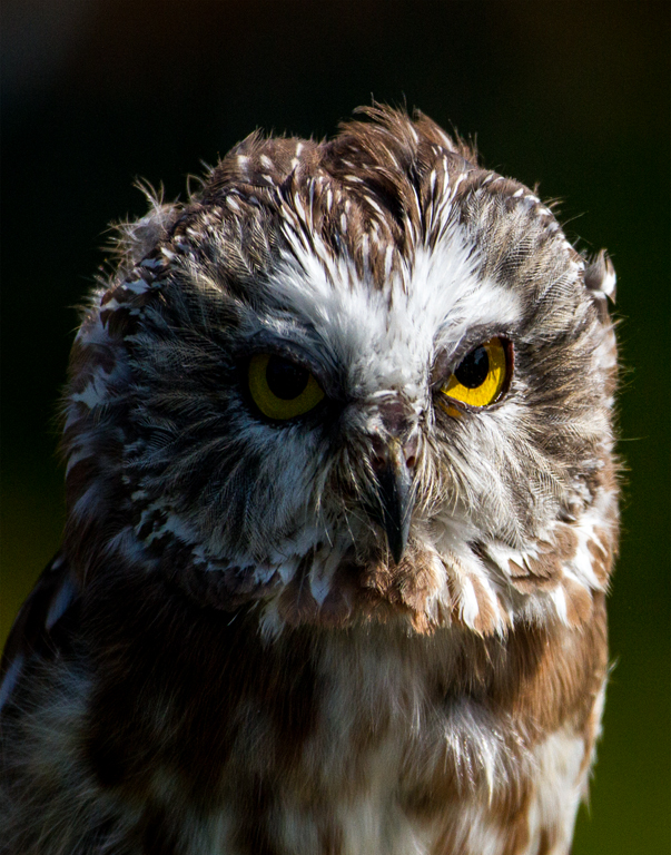 Print Color In Class A By Mark Fioravanti For Owl Watching OCT-2019.jpg